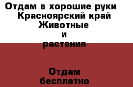 Отдам в хорошие руки - Красноярский край Животные и растения » Отдам бесплатно   